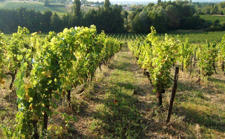 Les vignes à Pujols-sur-Dordogne