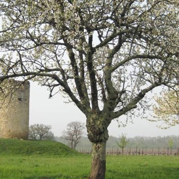 Chateau Moulin De Peyronin